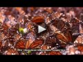 Невероятное путешествие бабочек (Eng + титры)