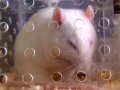 Крысы могут «рассказать» о действии на них новых лекарств